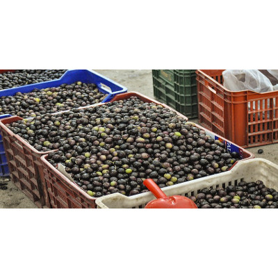 PEZA Union - neue Olivenöle bei CretanOil - 